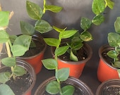 Rhaphidophora Hayi Live Rooted Rhaphidophora Hayi Shingle Vine Plant