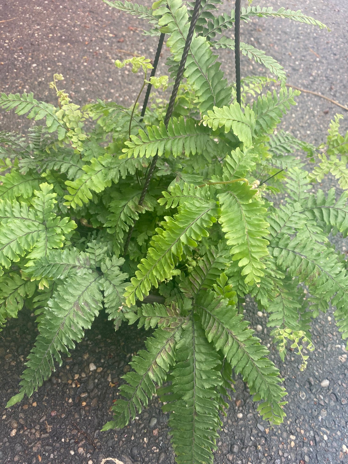 Live Bronze Venus Fern / Bronze Venus Fern / Large Fern Etsy