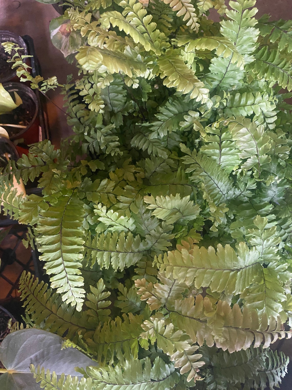 Live Bronze Venus Fern / Bronze Venus Maidenhair Fern / Fern Etsy