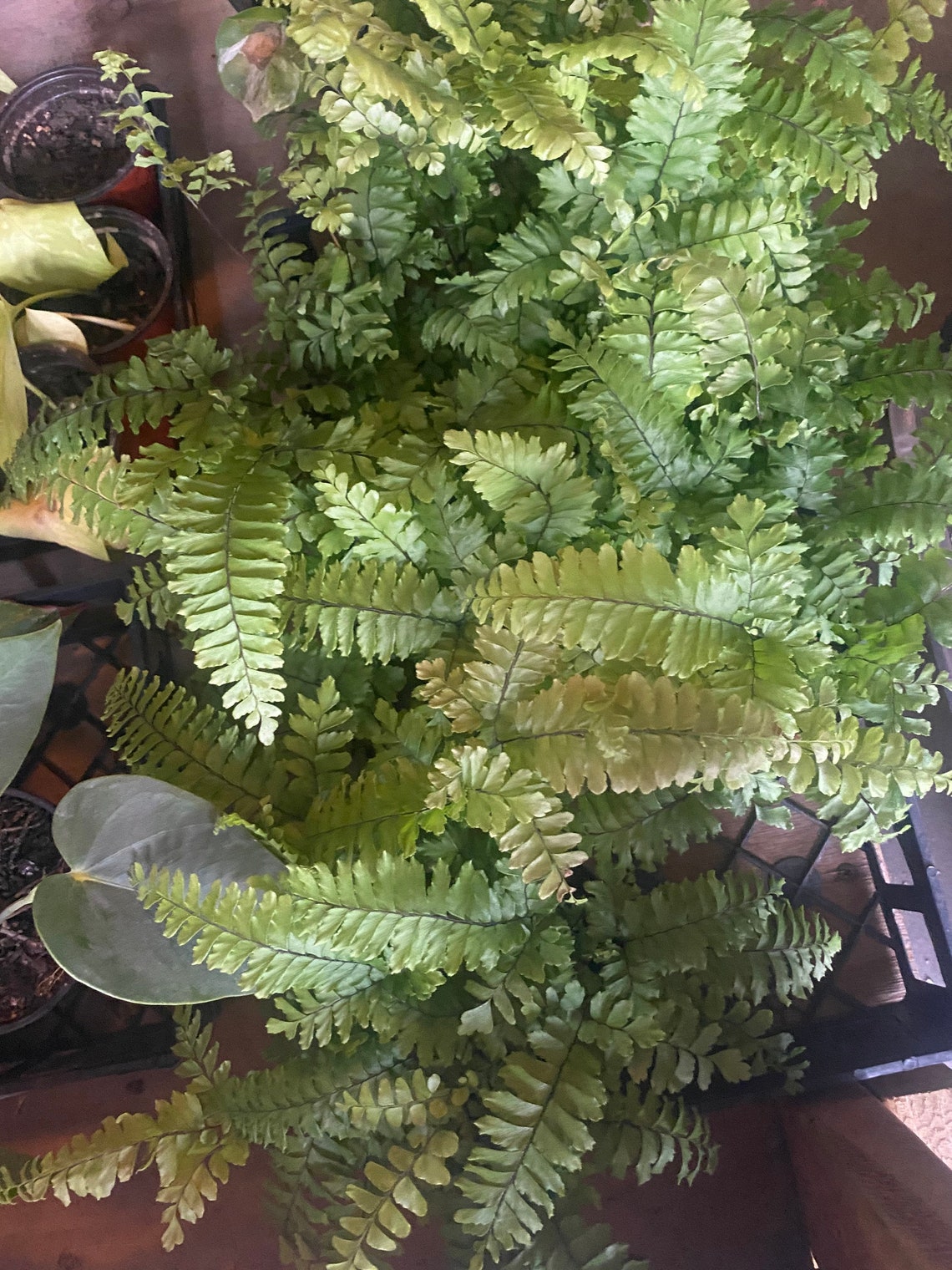 Live Bronze Venus Fern / Bronze Venus Maidenhair Fern / Fern Etsy