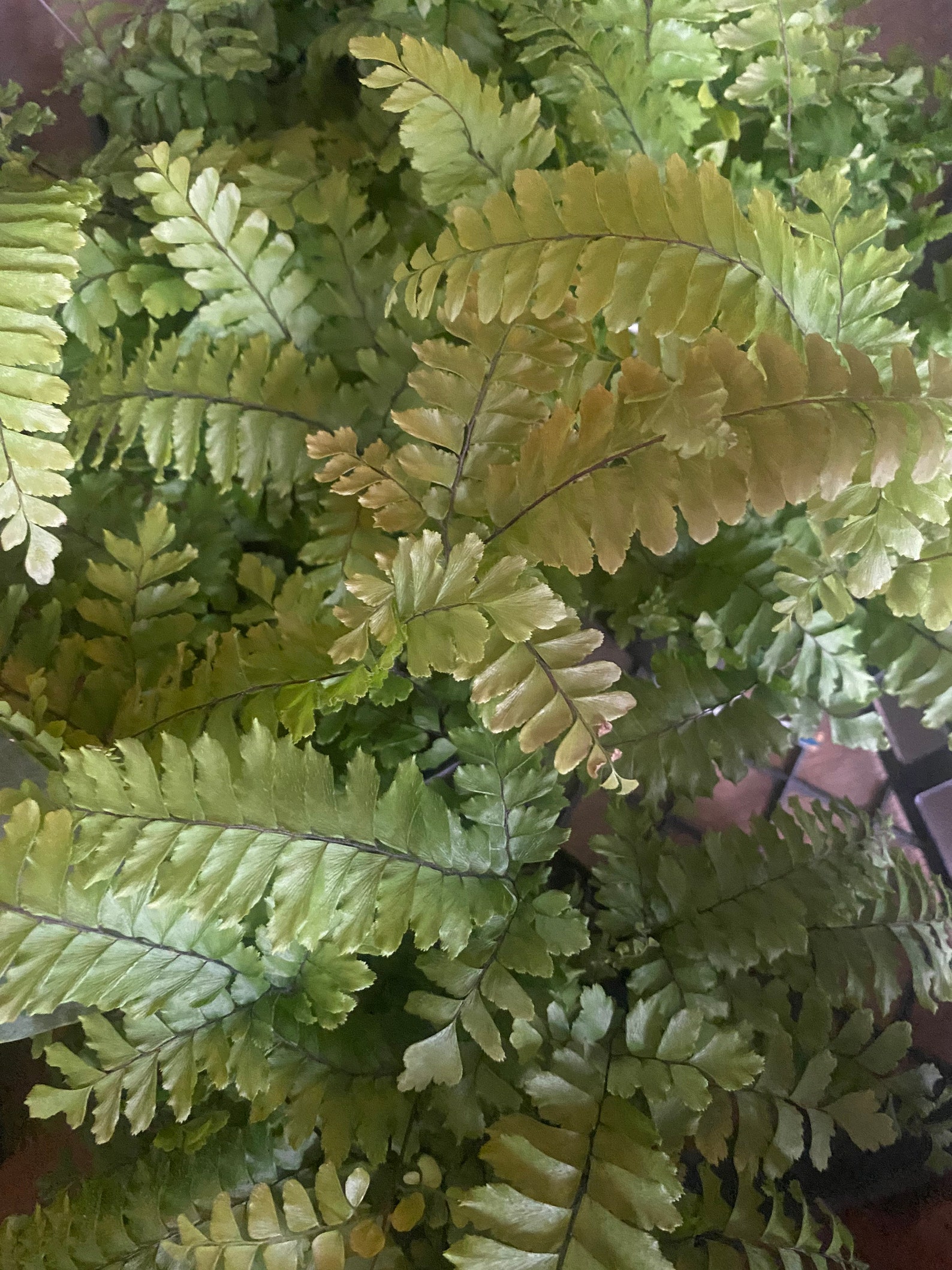 Live Bronze Venus Fern / Bronze Venus Maidenhair Fern / Fern Etsy