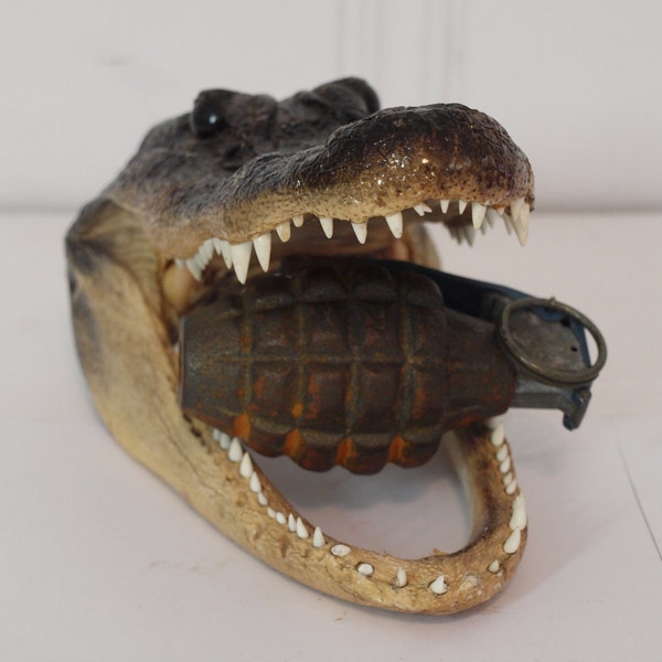 Vintage taxidermy Alligator head "bite of death"