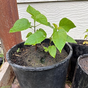 May include: A young plant with vibrant green, heart-shaped leaves featuring visible water droplets, growing in a black plastic nursery pot filled with dark, moist soil. The plant has thin, reddish-brown stems and is positioned upright.
