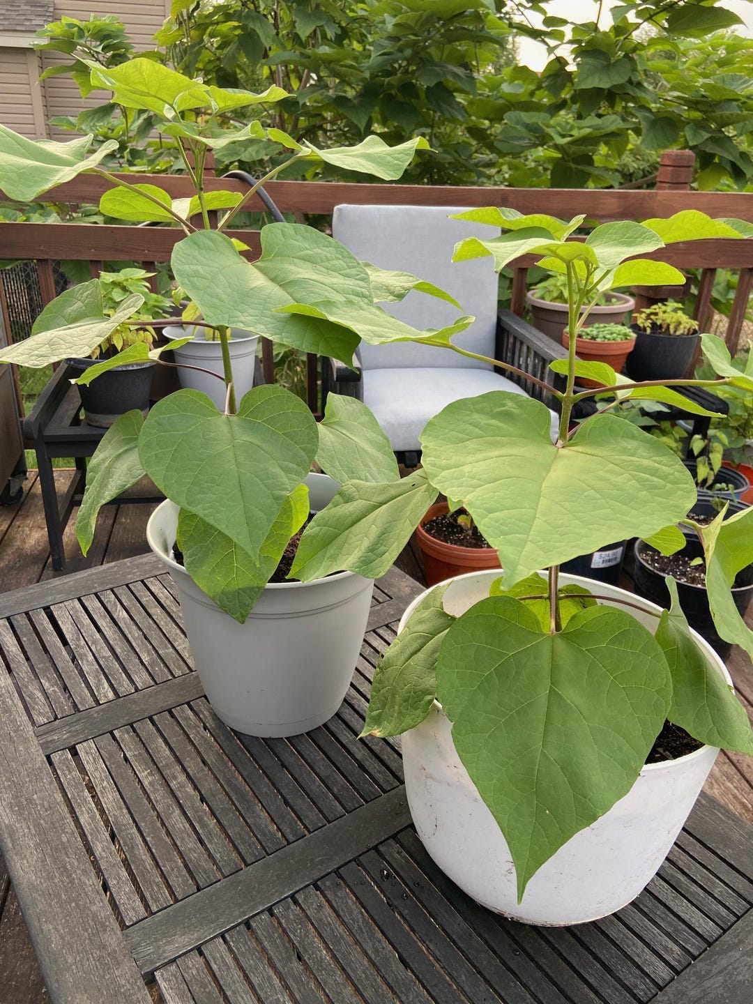 Catalpa Tree Seedlings - Ready to Plant - Etsy