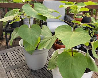 Catalpa Tree Seedlings - Ready to Plant