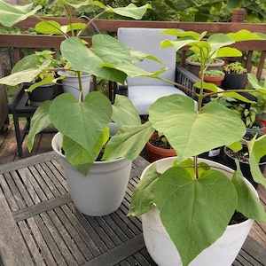 Plántulas de árbol de catalpa - Listas para plantar