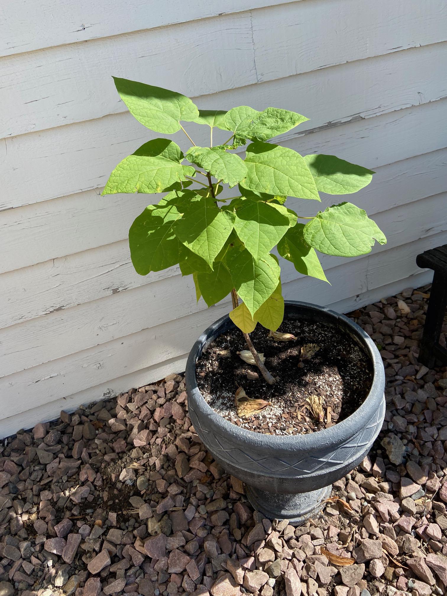 Catalpa Tree Seedlings - Ready to Plant - Etsy