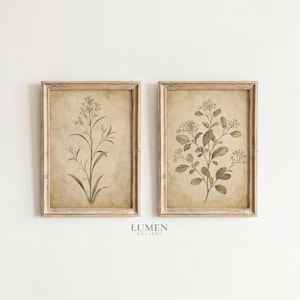 May include: Two rectangular wall art prints in light brown wooden frames. Each print features a botanical illustration of a plant with green leaves and stems against a textured, aged beige background. The text Lumen Gallery is centered below.