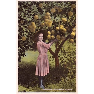 Instant Download Printable Art, Old Florida Vintage Digital Postcard, Early 1900's, Girl Picking Grapefruit, Instant Printable, WWI Era