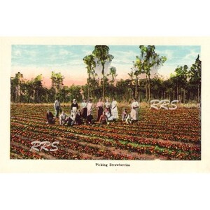 Téléchargement instantané Printable Art, Digital Download Old Florida vintage Postcard Early 1900's Picking Strawberries