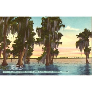 Digitaler Download alte Florida Vintage-Postkarte Cypress Gardens botanische Wasserski-Winteroase