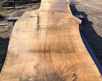 Rare XXL White Oak
