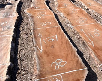 Raw Oregon Sycamore Slab countertop or table material