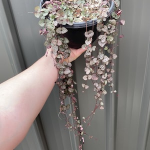 Chain of Hearts Cuttings | Variegated & Green | Ceropegia Woodii | Trailing Plant | Plant Propagation