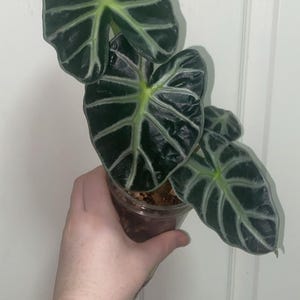 Rooted Alocasia heart balloon Corms– Rare Aroid – Exact Corms Pictured