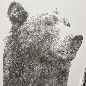 May include: Detailed pen and ink drawing of a bear's head in profile, with a focus on the textured fur and facial features. A fountain pen rests on the white paper, adding a sense of scale and artistic process.
