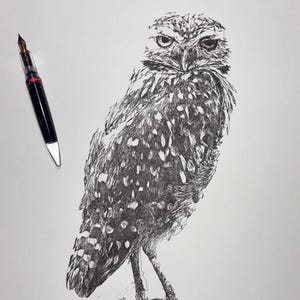 Owl on Post Ink Sketch, Scribble Line Art, 11x14 drawing