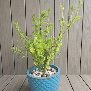 Könnte beinhalten: Eine leuchtend grüne Pflanze mit schlanken, verzweigten Stielen und kleinen, spitzen Blättern, eingetopft in einen leuchtend blauen Keramikübertopf mit strukturierter Rautenmuster-Außenseite, der an der Basis mit kleinen weißen Steinen gefüllt ist.