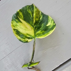 May include: A single variegated pothos plant cutting featuring a heart-shaped leaf with prominent yellow and dark green marbled patterns. The stem is attached to a small node section with a short, light-coloured root extending from the base.