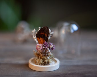 Butterfly / Moth Wing & Dried Flowers Mini Cloche Dome - Nature Lovers Curiosity Display - Mystery Surprise