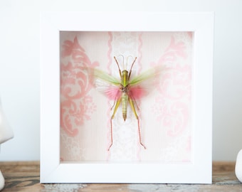 Grasshopper Framed Mounted Wings Spread Specimen - Pink & Green Real Insect in Display Case - Natural History Entomology Taxidermy Specimen