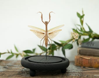 Praying Mantis Glass Dome: Insect Altar Totem - Spiritual Decor