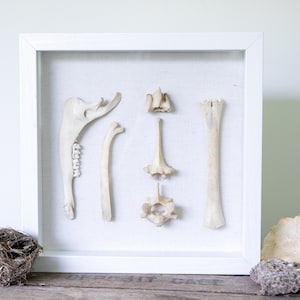 May include: A white frame with a linen mat displays a collection of animal bones, including a jawbone, a rib, a vertebrae, and a long bone. The bones are arranged in a symmetrical pattern.