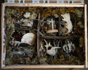 Natural History Mystery Box | Oddities | Curiosity Collection | Naturalist |  Cruelty Free Specimens | Hand Collected by Woodland Secrets