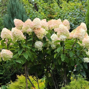 May include: A lush hydrangea bush with large, cone-shaped flower clusters in shades of white and pale pink. The plant has vibrant green leaves and brown stems, set against a backdrop of green foliage.
