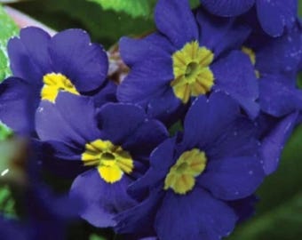 Blaue Primelsamen - mehrjährige, winterharte, pflegeleichte Blumen