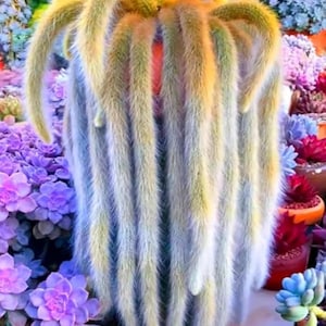 Puede incluir: Un cactus único con largos tallos difusos en cascada en tonos amarillos, verdes y azules. La planta tiene un grupo central de tallos amarillos y está rodeada de varias suculentas coloridas en macetas. La escena general es vibrante y llamativa.