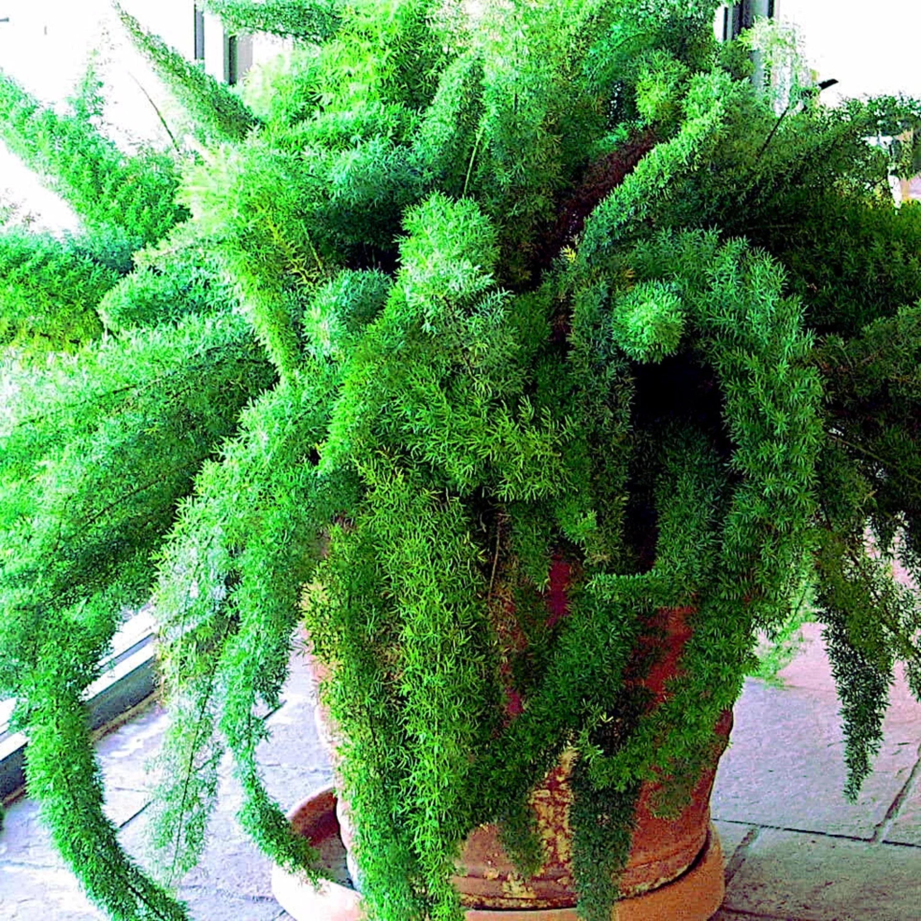 künstliche palmen 200 cm Künstliche Palmen kaufen | Künstliche Mini-Palme