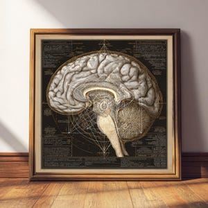 May include: A framed print depicting a detailed anatomical study of the human brain. The artwork presents a cross-section of the brain with intricate line drawings and diagrams, set against a dark background. The frame is a warm, natural wood colour.