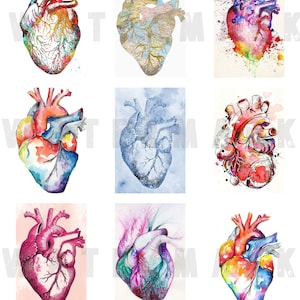 CORAZONES ACUARELA CORAZÓN Anatomía Dibujos anatómicos Corazones anatómicos Gráficos digitales Hoja de collage digital Descarga instantánea Rectángulos