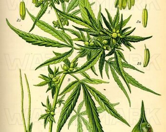 CANNABIS Botanika ZIOŁO Garnek MARIHUANA Konopie svg etui na telefon grafika cyfrowa do pobrania