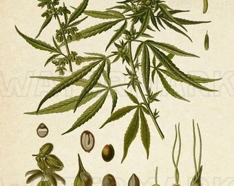 CANNABIS Botanika ZIOŁO Garnek MARIHUANA svg Konopie etui na telefon cyfrowa grafika do pobrania