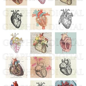 HEARTS Anatomy Anatomical drawings Anatomical hearts Digital Graphics Digital Collage Sheet Instant Download 1 inch squares