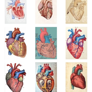 HERZEN LEHRBUCH HERZ Mediziner Anatomie Anatomische Zeichnungen Anatomische Herzen Digitale Grafiken Digital Collage Sheet Sofort Download Rechtecke