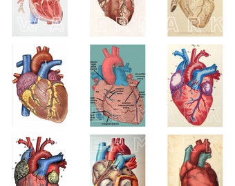HEARTS TEXTBOOK HEART Medic Anatomy Anatomical drawings Anatomical hearts Digital Graphics Digital Collage Sheet Instant Download rectangles