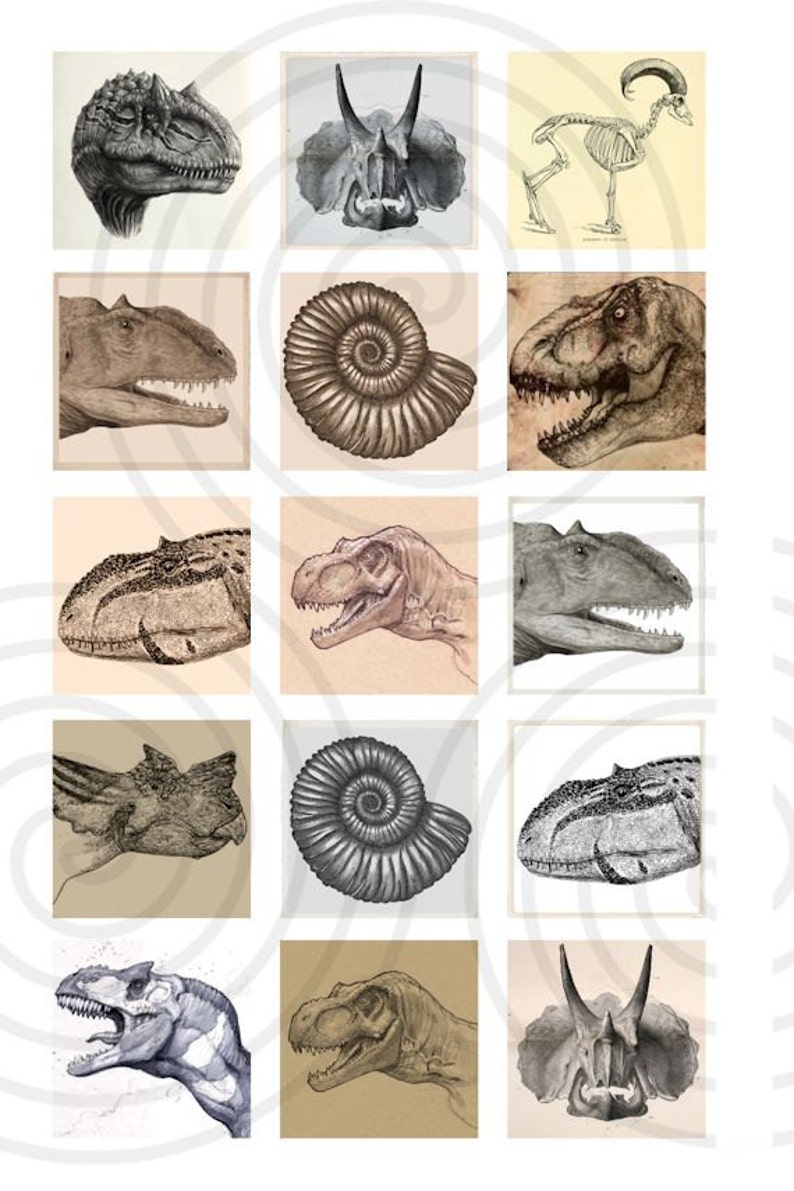 May include: A collage of 12 black and white illustrations of dinosaurs, fossils, and skeletons. The illustrations are arranged in a grid of four rows and three columns. The top row features a dinosaur head, a triceratops skull, and a skeleton of a goat. The second row features a dinosaur head, a fossilized ammonite, and a dinosaur head. The third row features a dinosaur head, a dinosaur head, and a dinosaur head. The bottom row features a dinosaur head, a fossilized ammonite, and a triceratops skull.