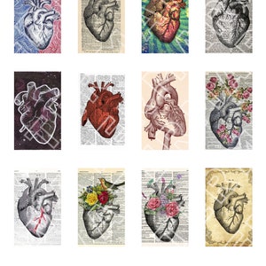Día de San Valentín CORAZONES Anatomía Dibujos anatómicos Corazones anatómicos Gráficos digitales Hoja de collage digital Rectángulos de descarga instantánea