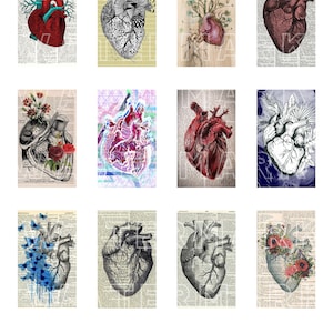 CORAZONES Anatomía Dibujos anatómicos Corazones anatómicos Gráficos digitales Hoja de collage digital Descarga instantánea Rectángulos