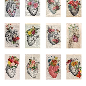 Saint-Valentin coeurs fleurs florales oiseaux anatomie dessins anatomiques coeurs anatomiques graphiques numériques collage numérique rectangles