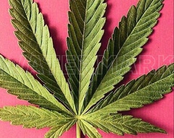 CANNABIS Pink WEED Pot MARIHUANA liść różowy Hemp etui na telefon cyfrowa grafika do pobrania