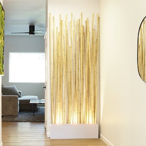 May include: A white planter with a tall, narrow bamboo plant inside. The bamboo is lit from behind, creating a warm glow. The planter is sitting on a wooden floor.