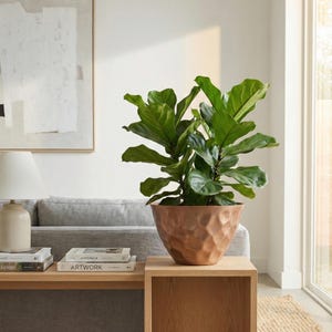 May include: A potted Fiddle Leaf Fig plant with large, green leaves. The plant is in a textured, terracotta-colored pot. The pot sits on a light-colored wooden side table. The background includes a gray sofa, artwork, and a window.