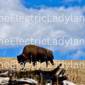 Bison Photography Print | American Buffalo Wall Art | Western Decor Digital Download | Yellowstone Wildlife