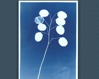 Annual Honesty: A4 Cyanotype print (original)