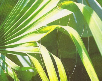 Fan Palm - A3 Risograph print - leaves - natural