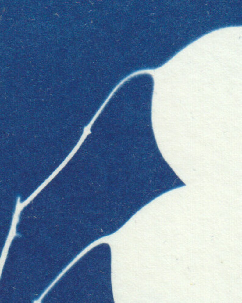 Annual Honesty A4 Cyanotype print original
